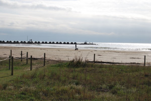 gossos salines