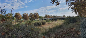 Recuperació bosc de ribera