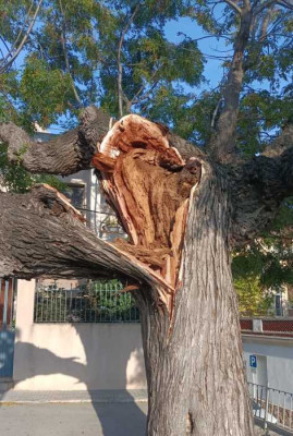 Caiguda_arbre_pl_Castell_2.jpeg