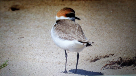 Corriol Camanegre (foto: GEPEC)