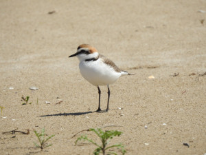 Corriol camanegre a Cubelles