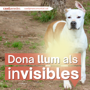 dona llum als invisibles