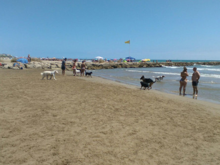 Platja de gossos