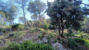 Neteja forestal selectiva a Mas Trader II