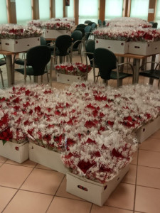 Plantes flor de pasqua