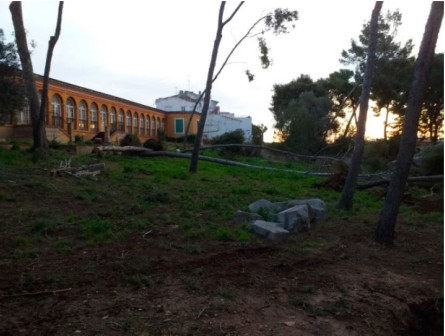 Arbres inclinats pel temporal