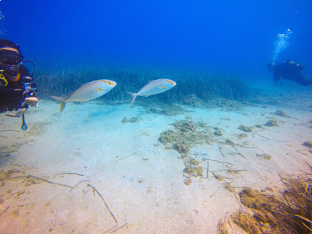 Projecte Posidonia Activa - Anellides (2).png