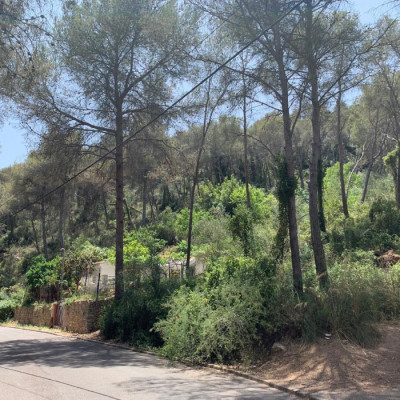 Replanteig de les obres de neteja perimetral (Entrearbres)