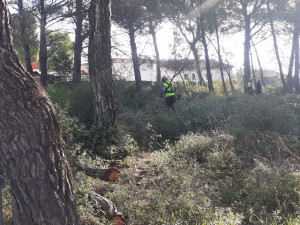 Feines d'aclariment als boscos de Mas Baró, Gallifa i Molí de l'Estapé