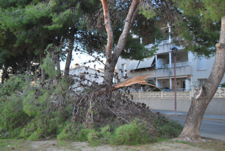 Un arbre trencat per la ventada